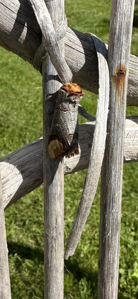 Päppä