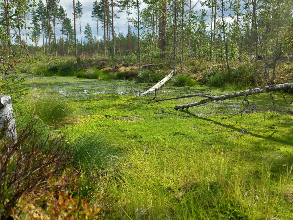 Päivi