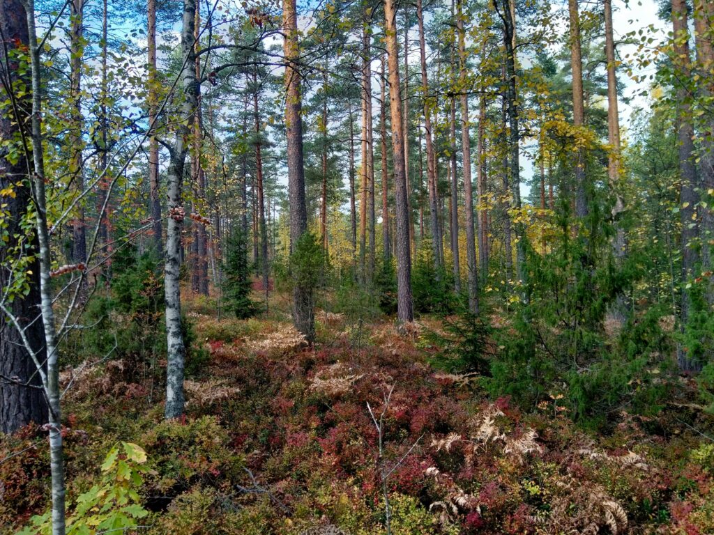 Sansku