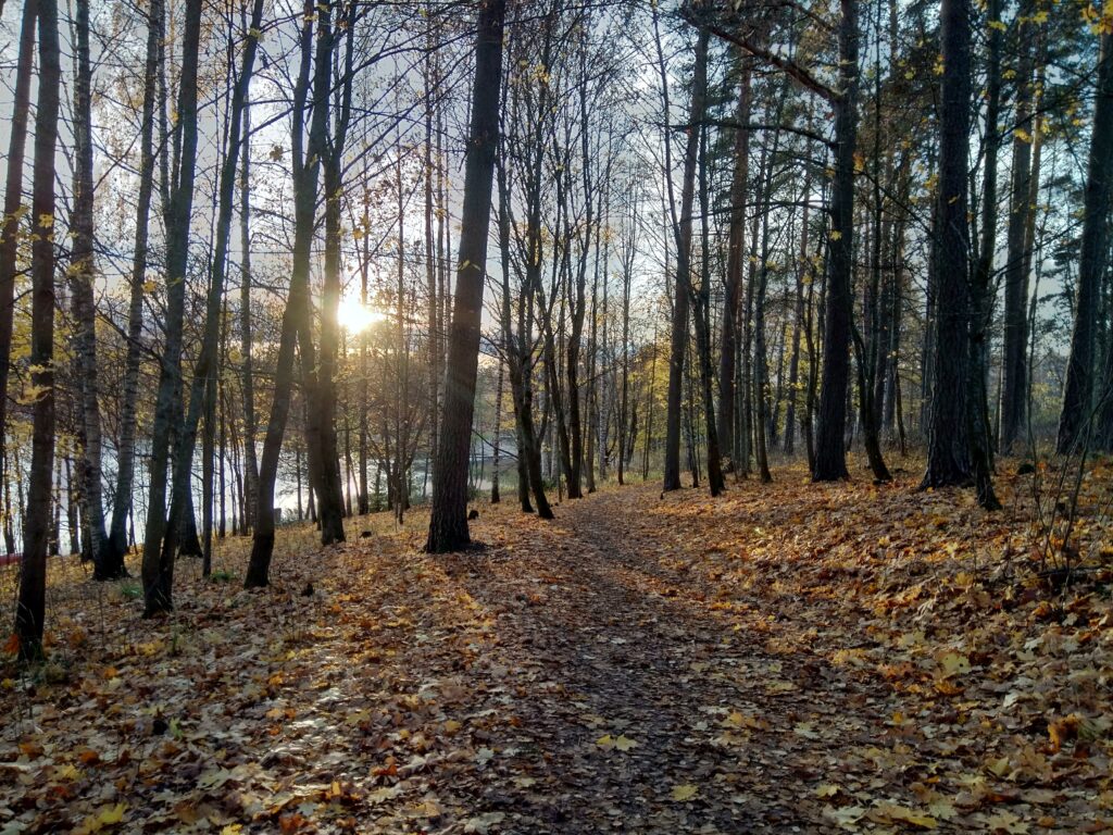 Sansku