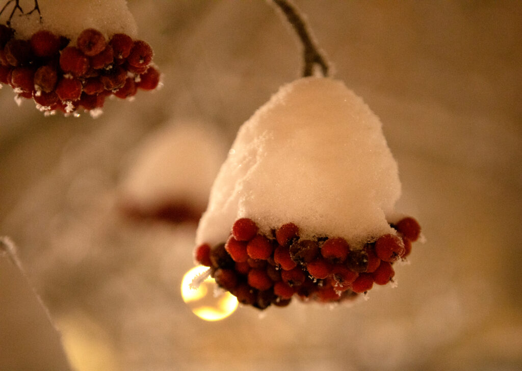 Luminen pihlajanoksa