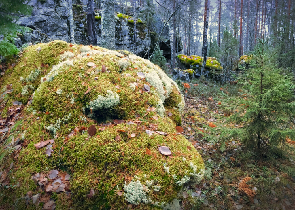 tonttumuori