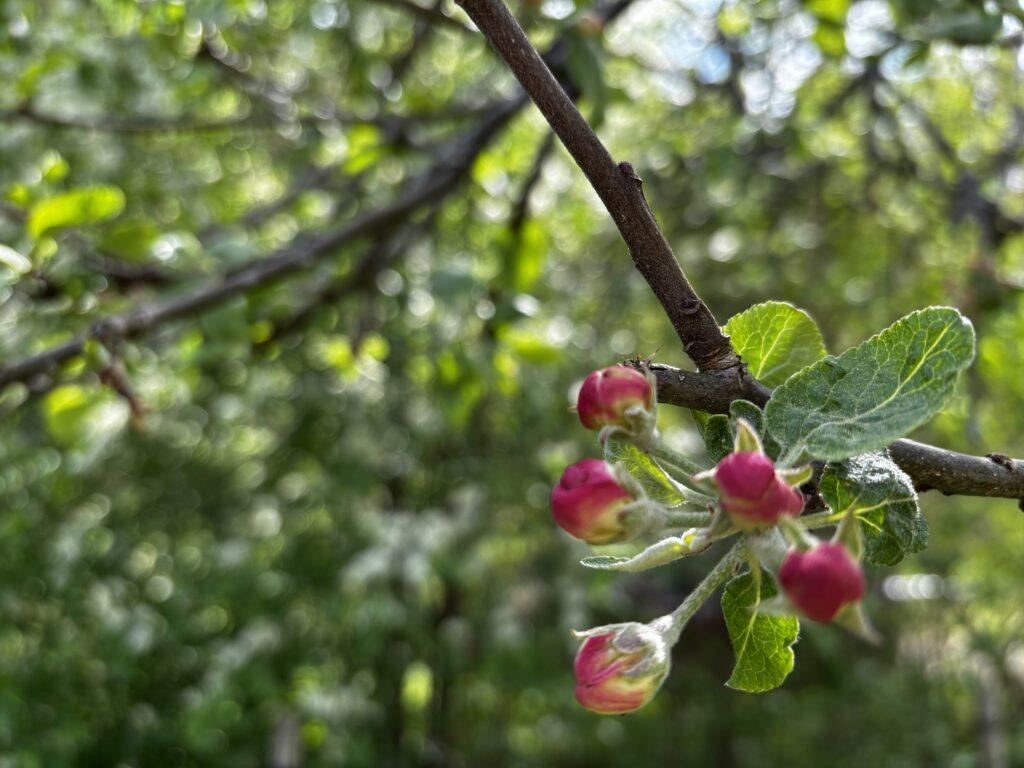 MetsäKyyhky