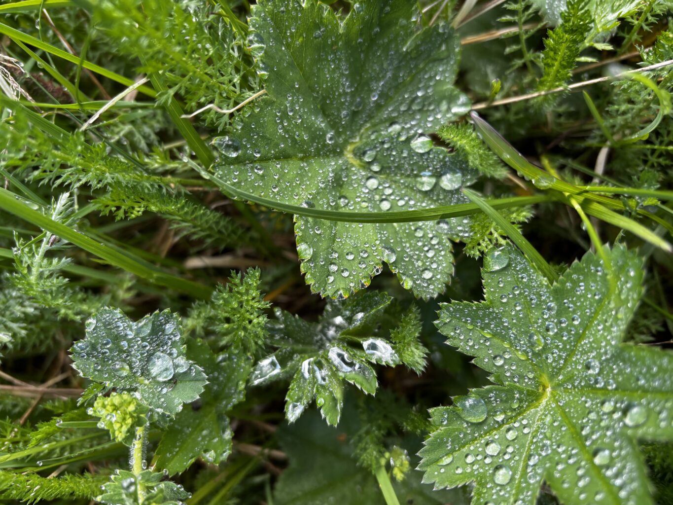 Metsäkyyhky