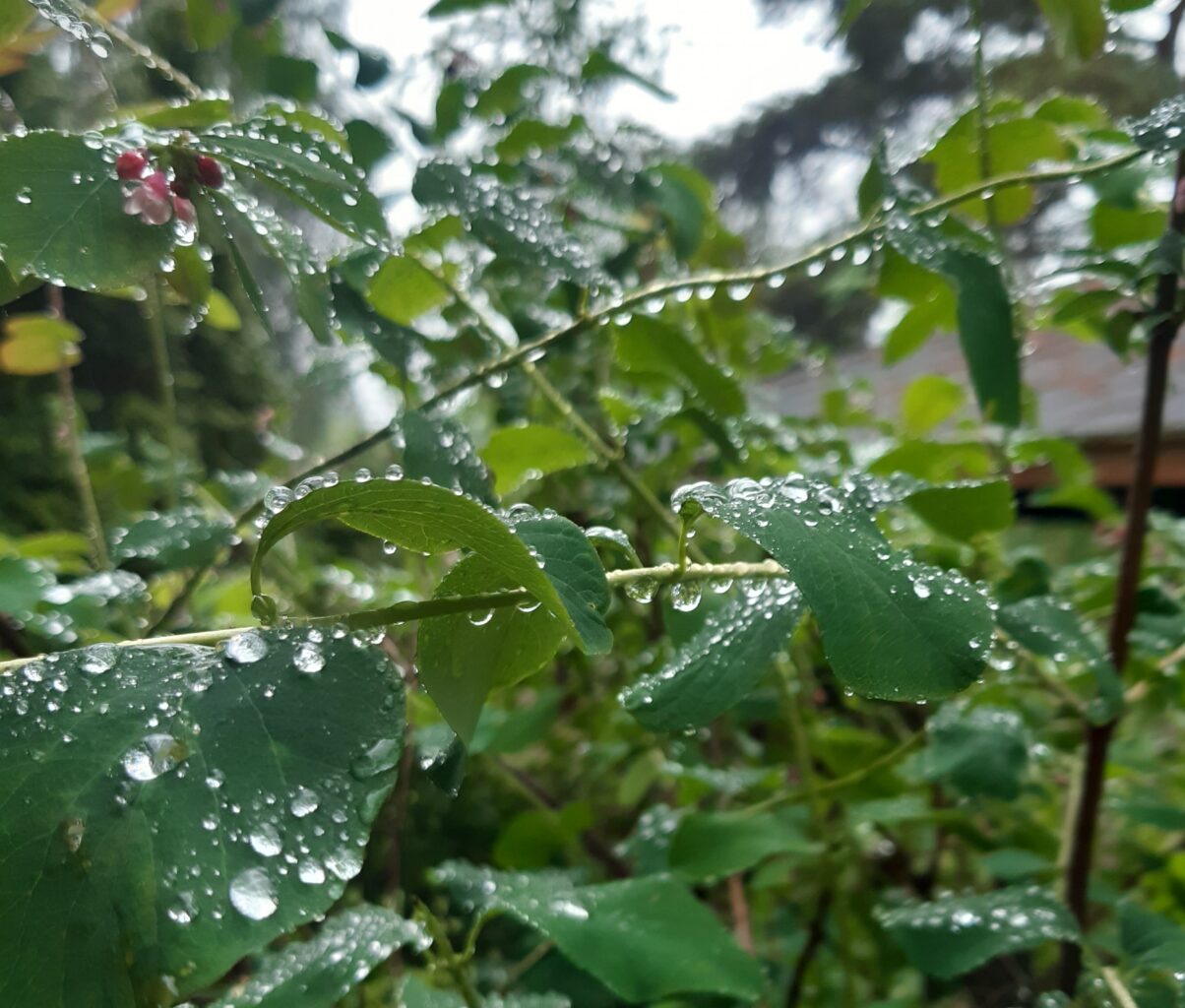 Muori